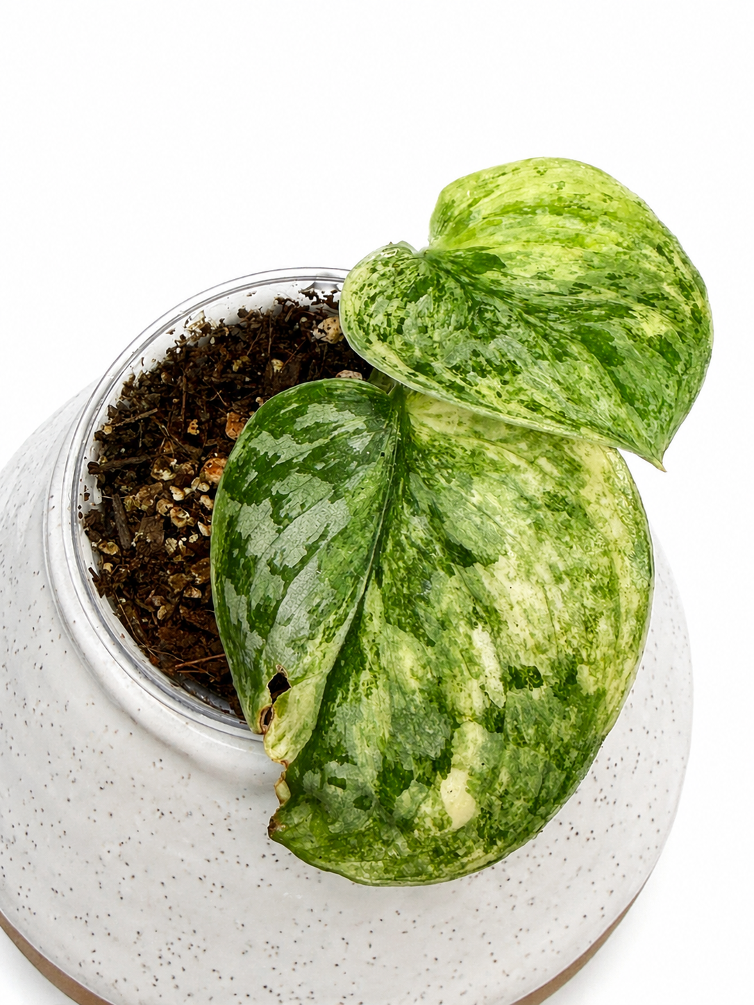 Scindapsus Geulis