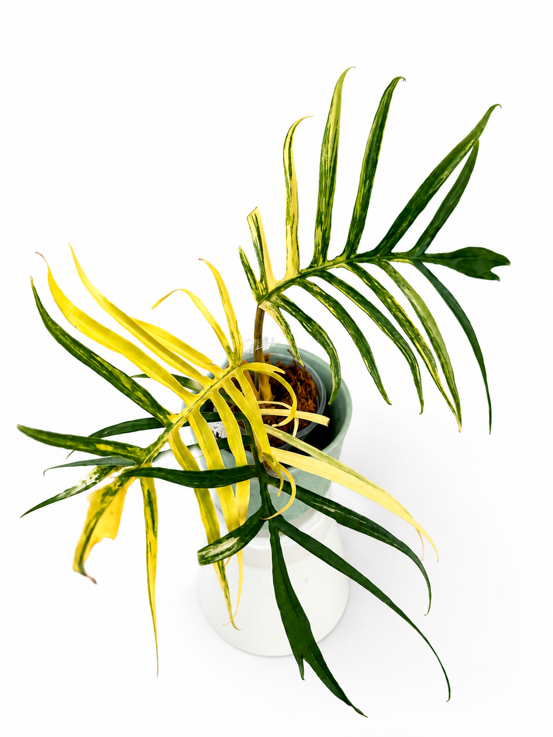 Philodendron Tortum Variegated