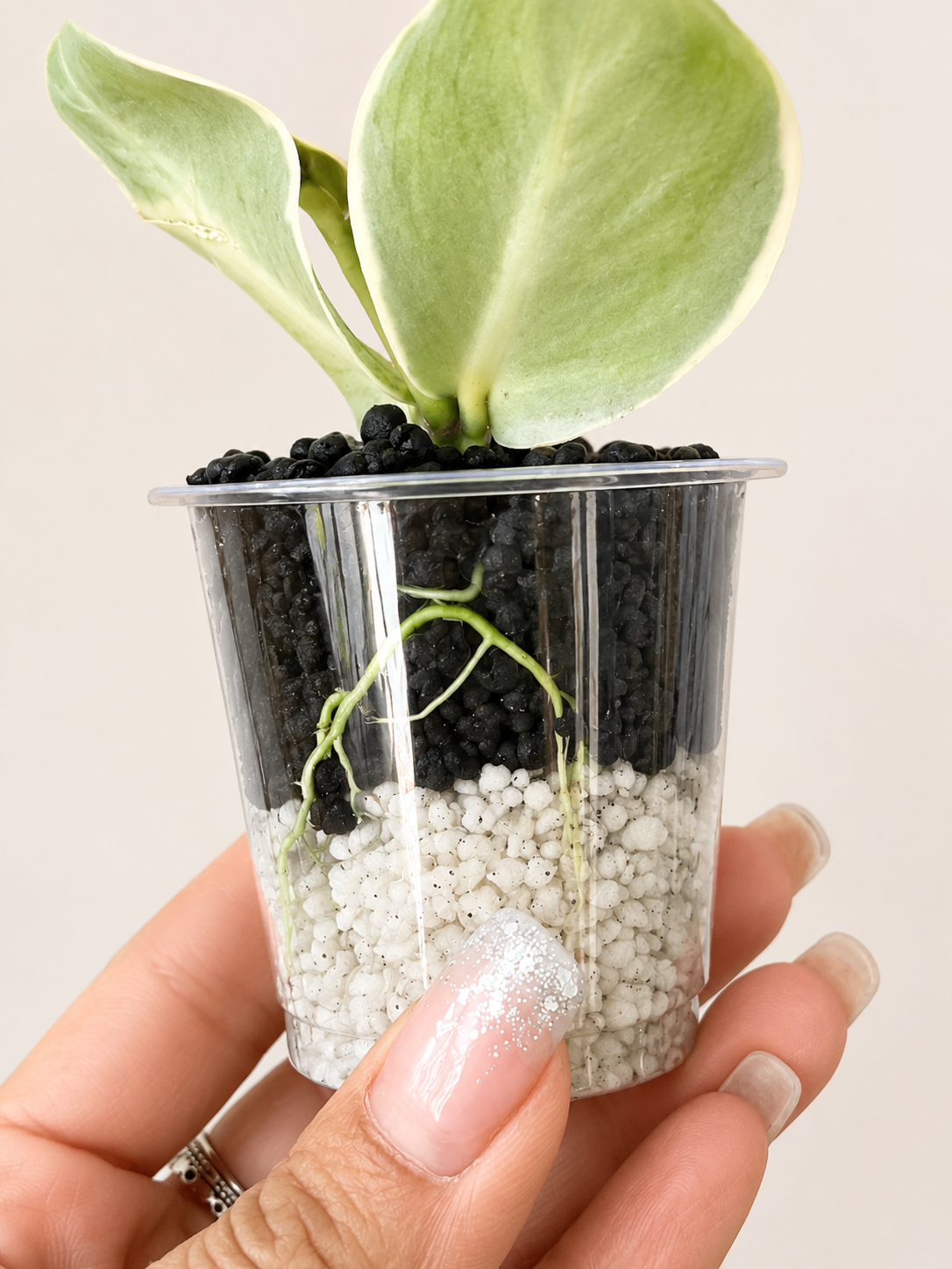 Fluval Stratum & Perlite Rooting Media Sample Size
