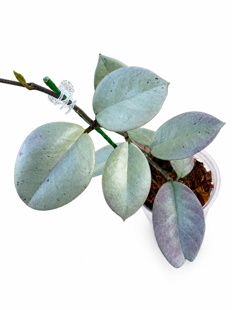 Hoya Unrooted Cuttings