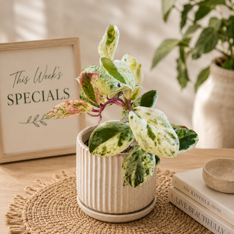 This Week’s Specials