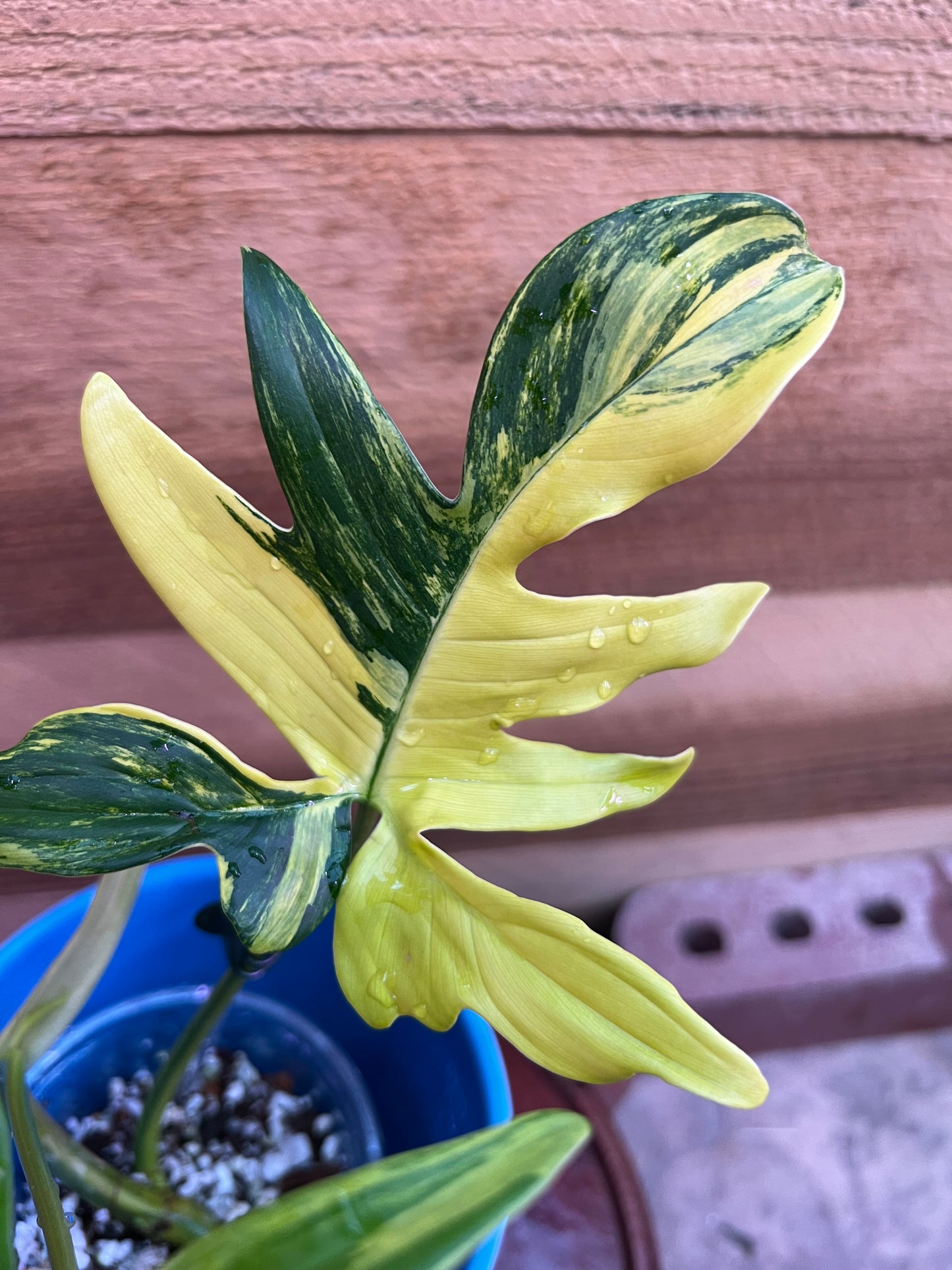 Philodendron Pedatum Variegated