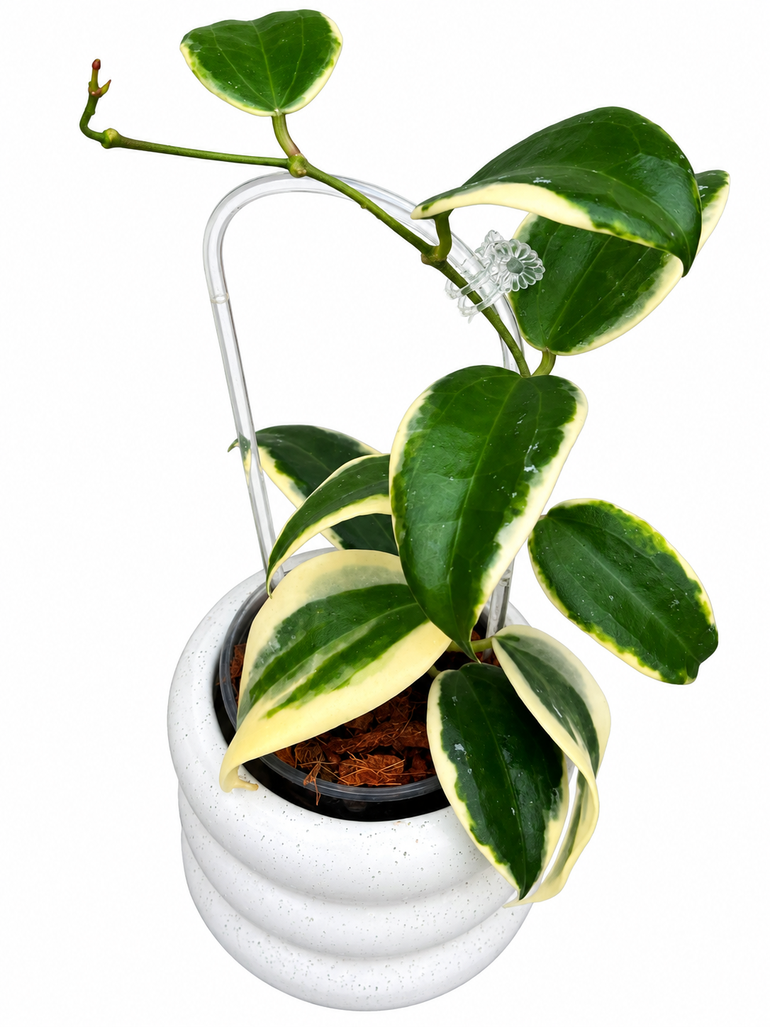 Hoya Hanhiae Variegated (Albomarginata) – Rare Hoya Unrooted Cutting