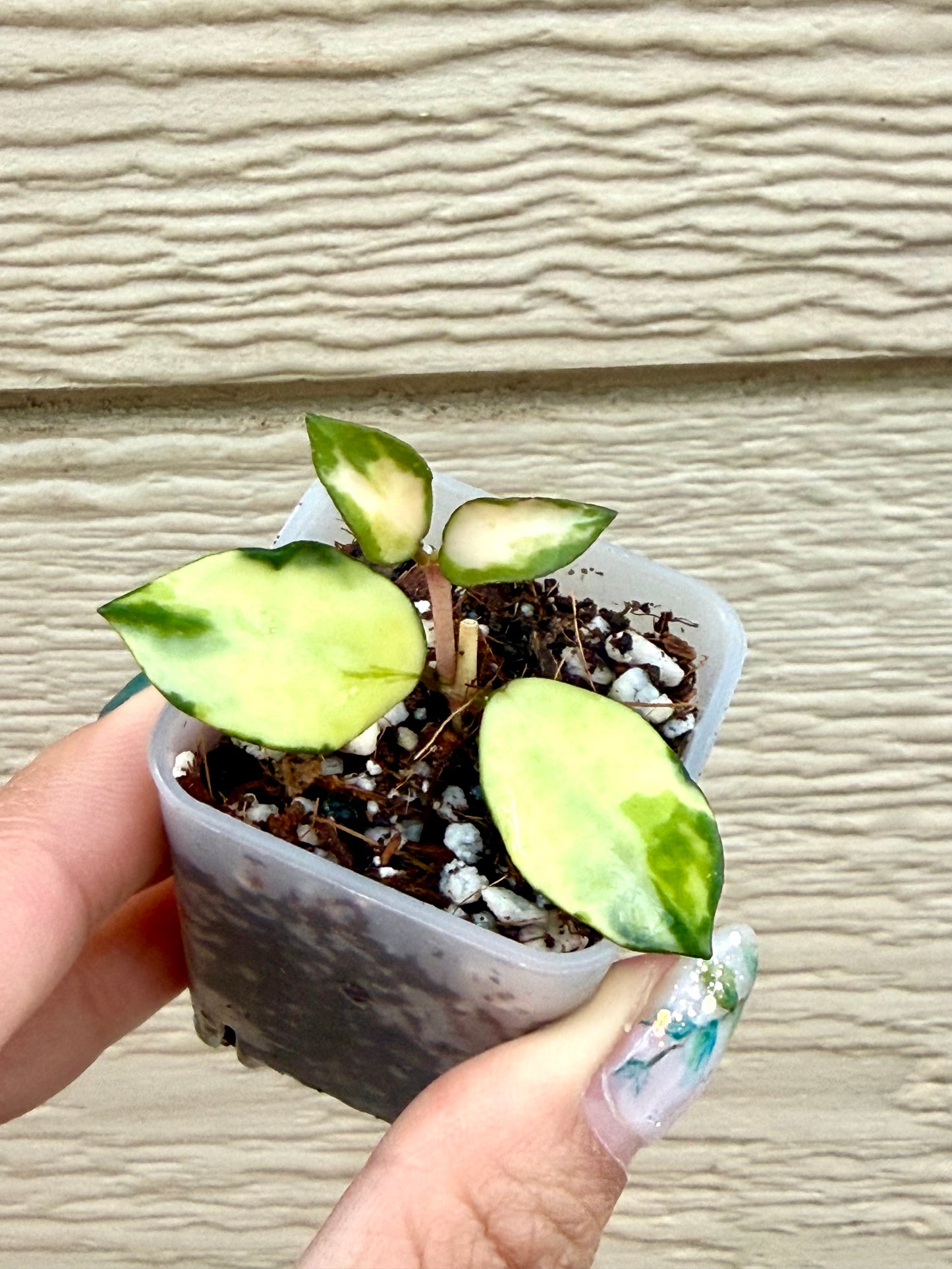 Hoya Lacunosa Minara Variegated