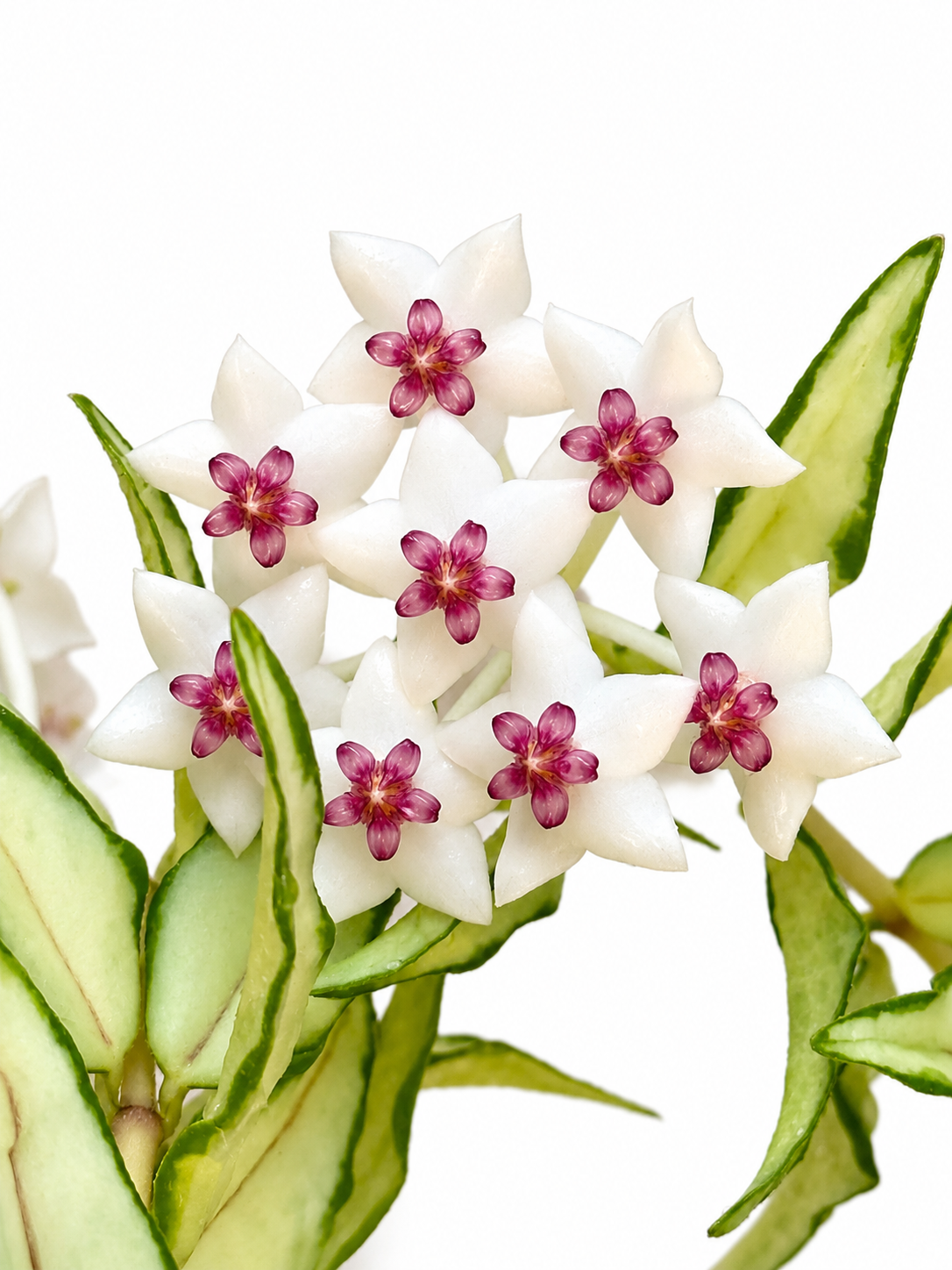 Hoya Bella Inner Variegated (grower’s choice)