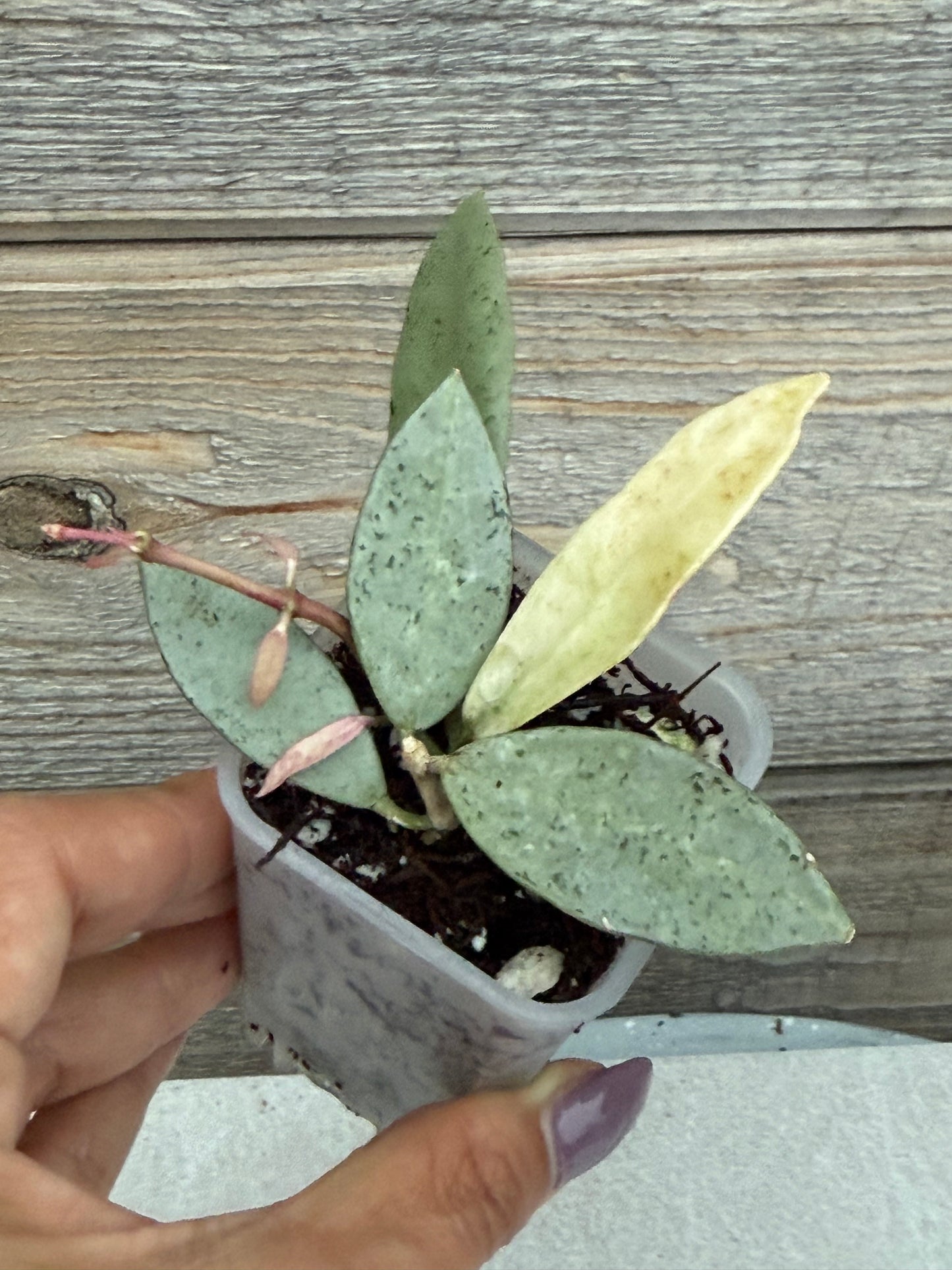Hoya Winter Pandora