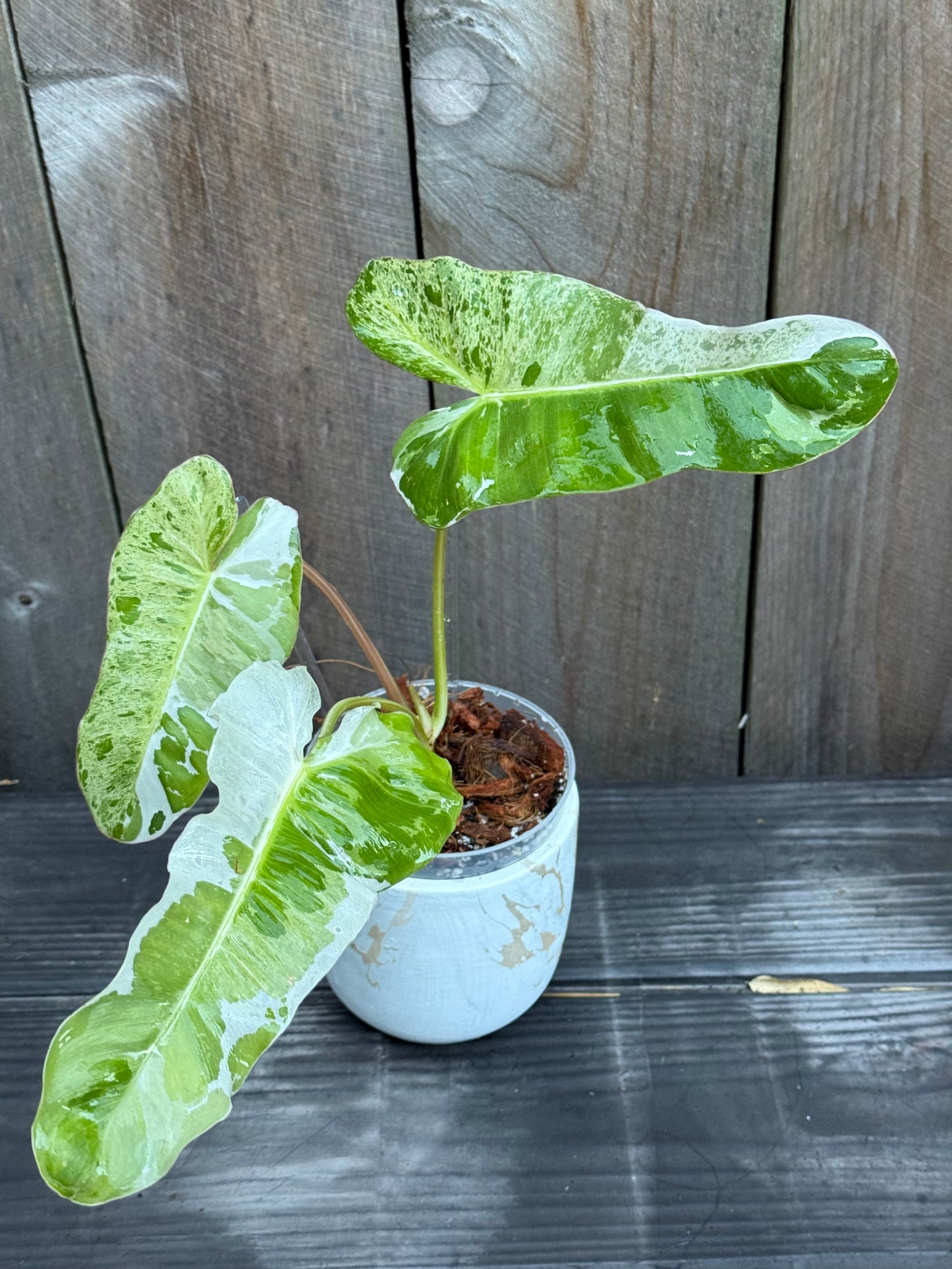 Philodendron Paraiso Albo