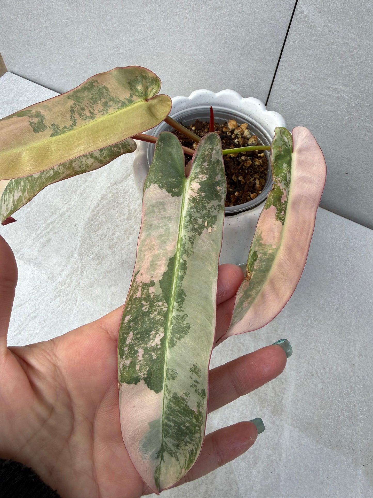 Philodendron Atabapoense Pink Variegated