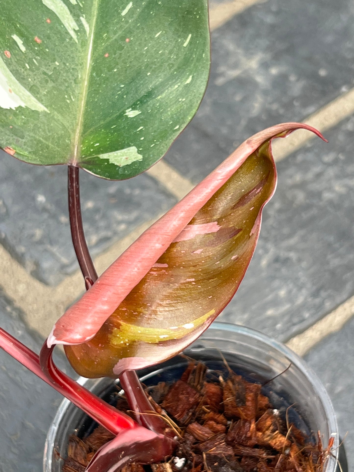 Philodendron Red Anderson