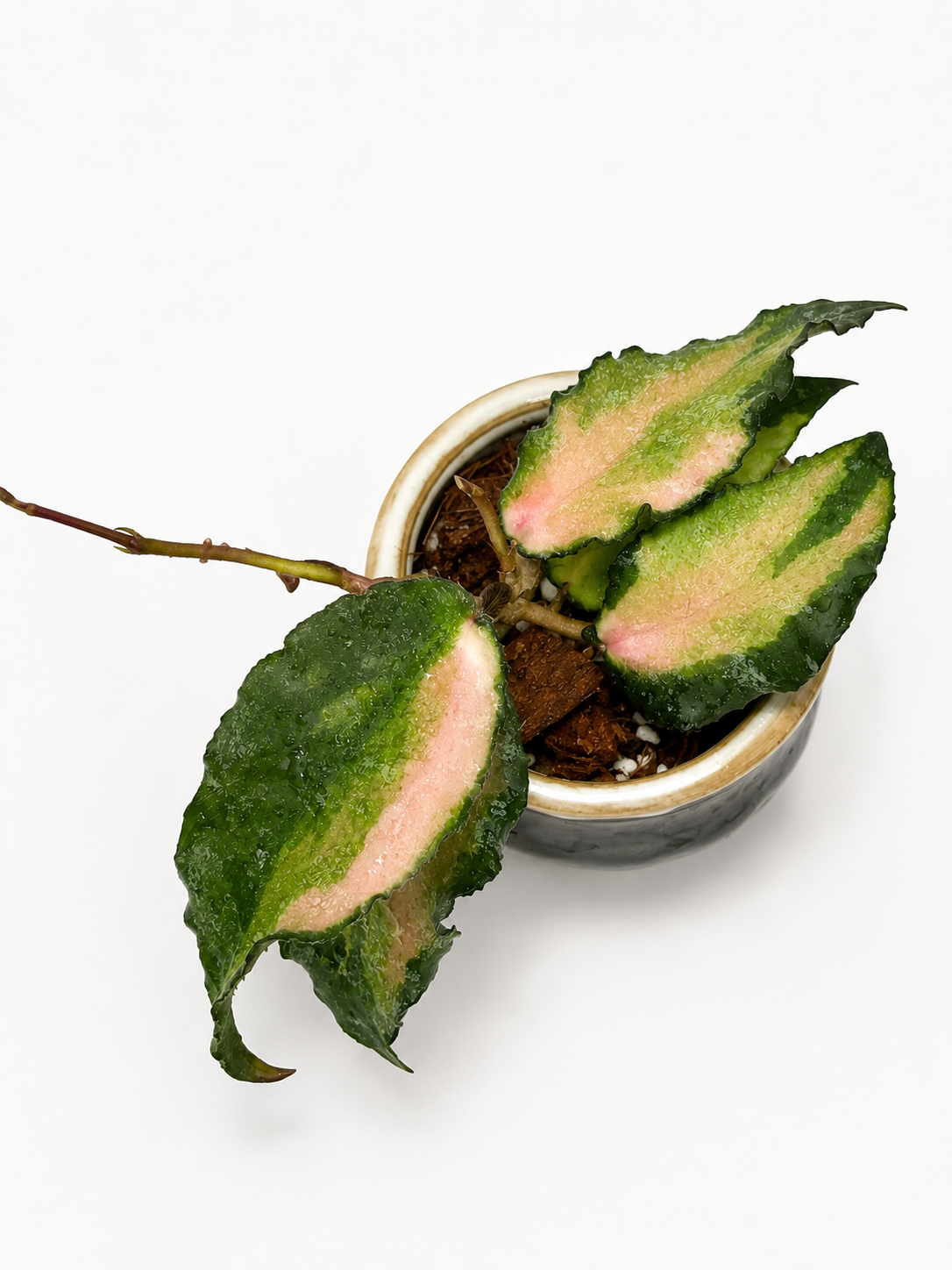 Hoya Caudata Variegated