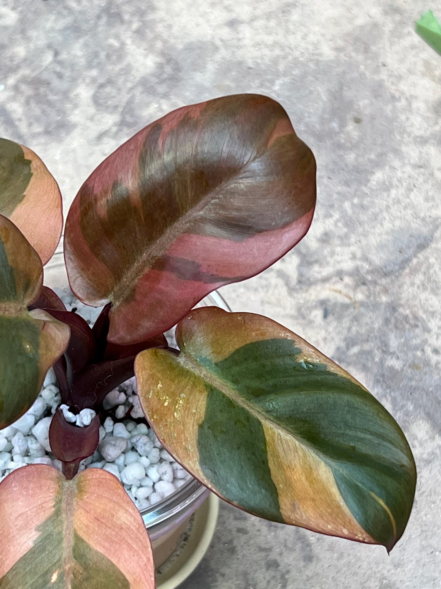 Philodendron Black Cardinal Variegated