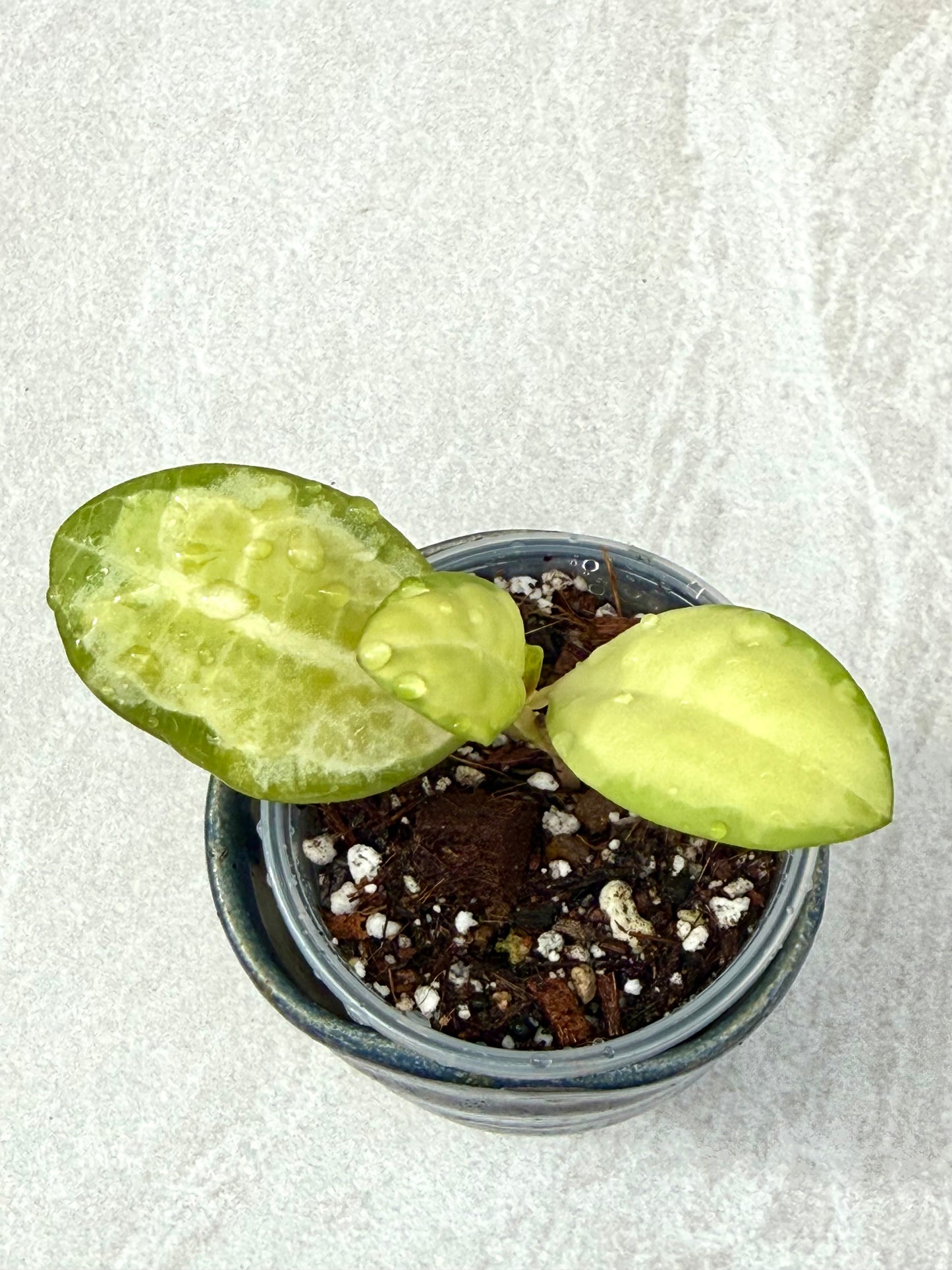 Hoya Elliptica Variegated
