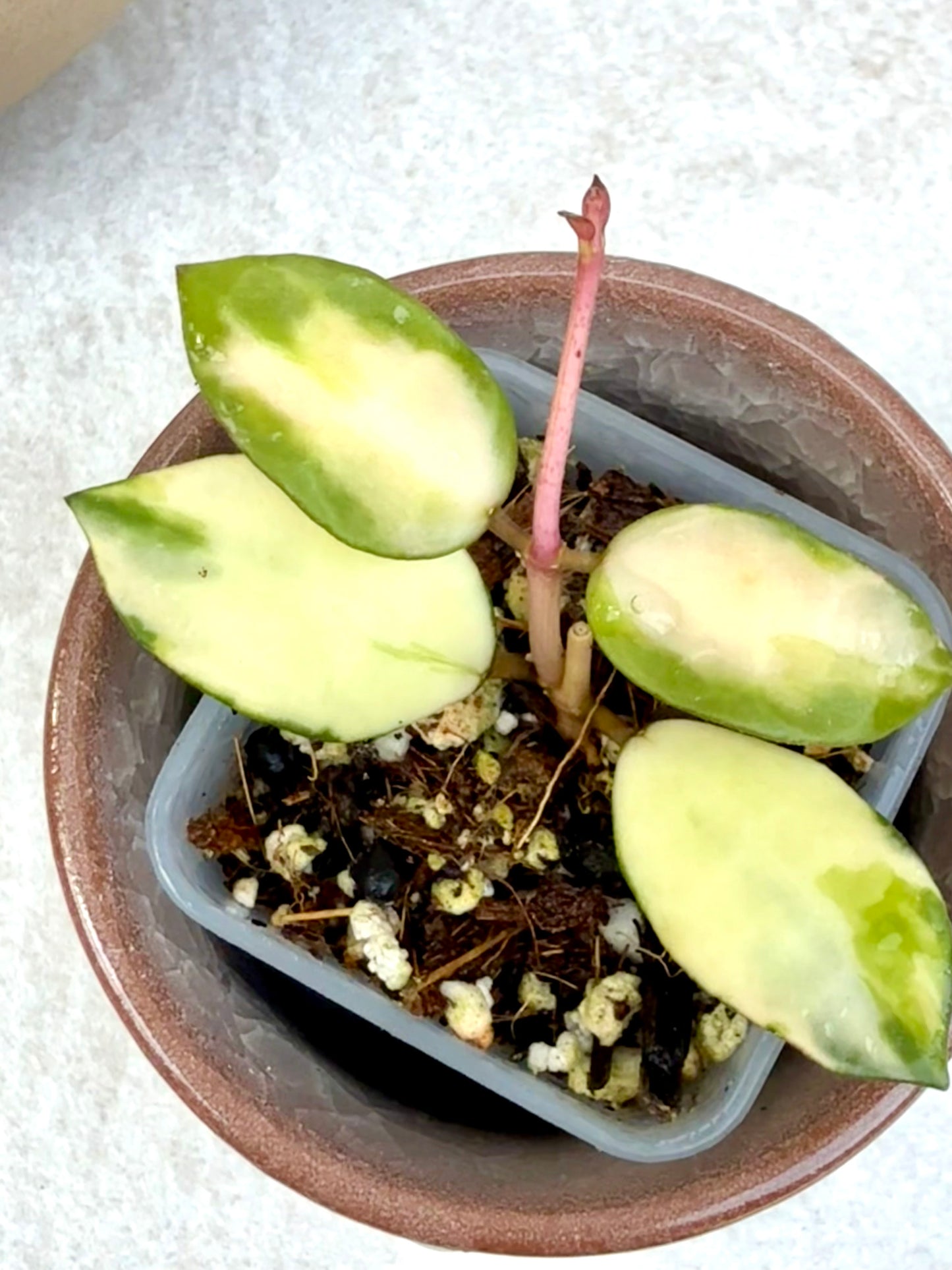 Hoya Lacunosa Minara Variegated