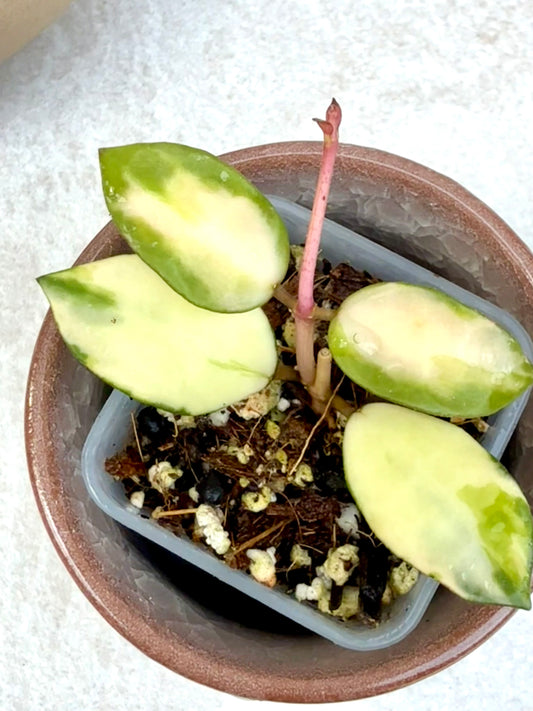 Hoya Lacunosa Minara Variegated