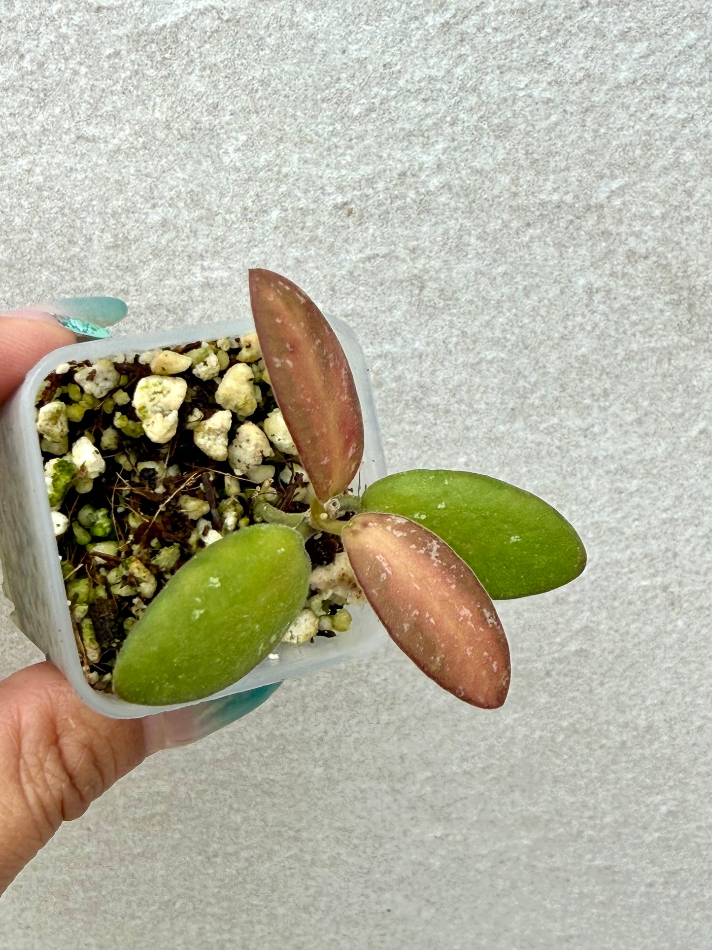 Hoya VL9 variegated
