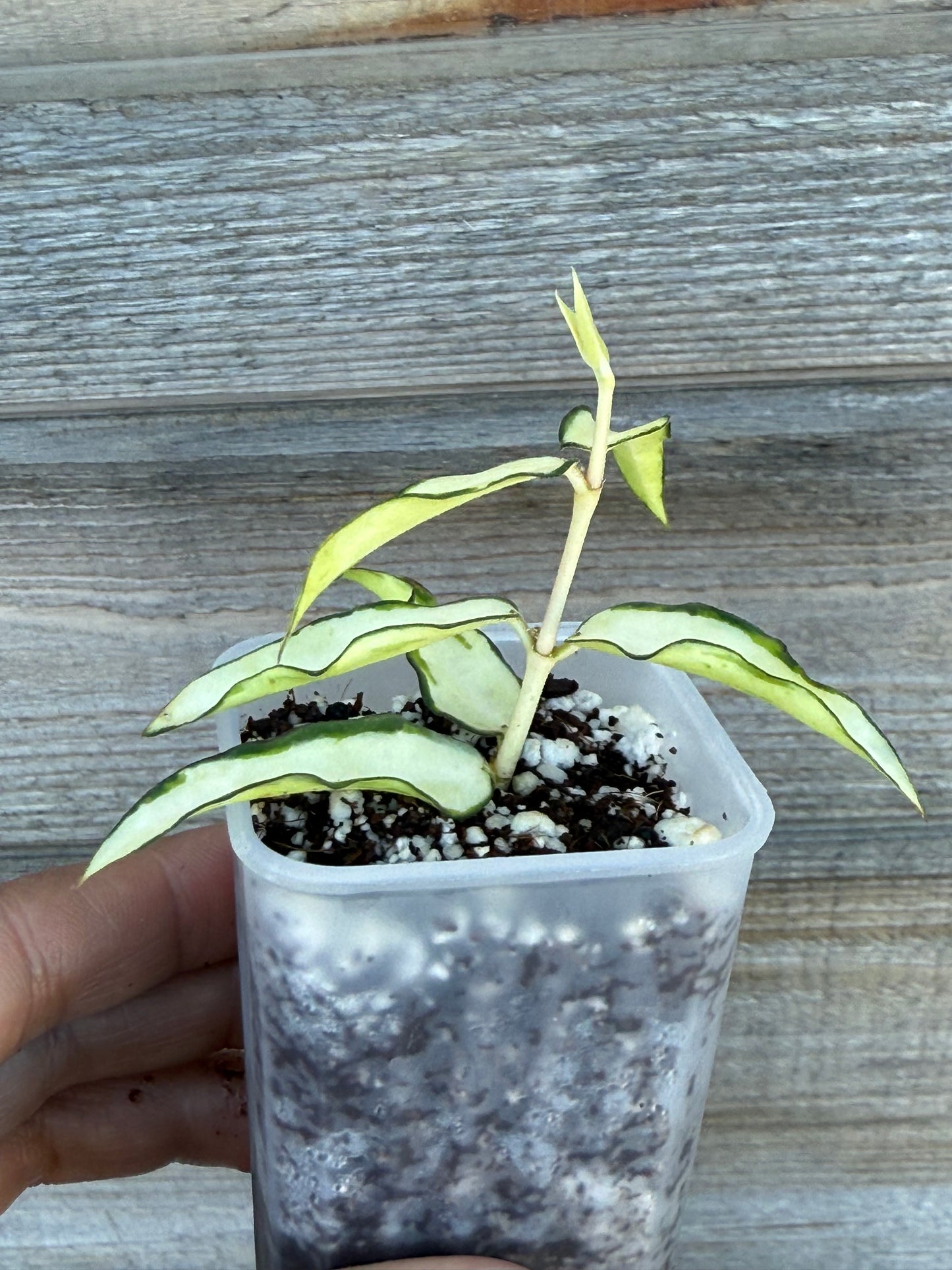 RARE Hoya Burmanica Variegated