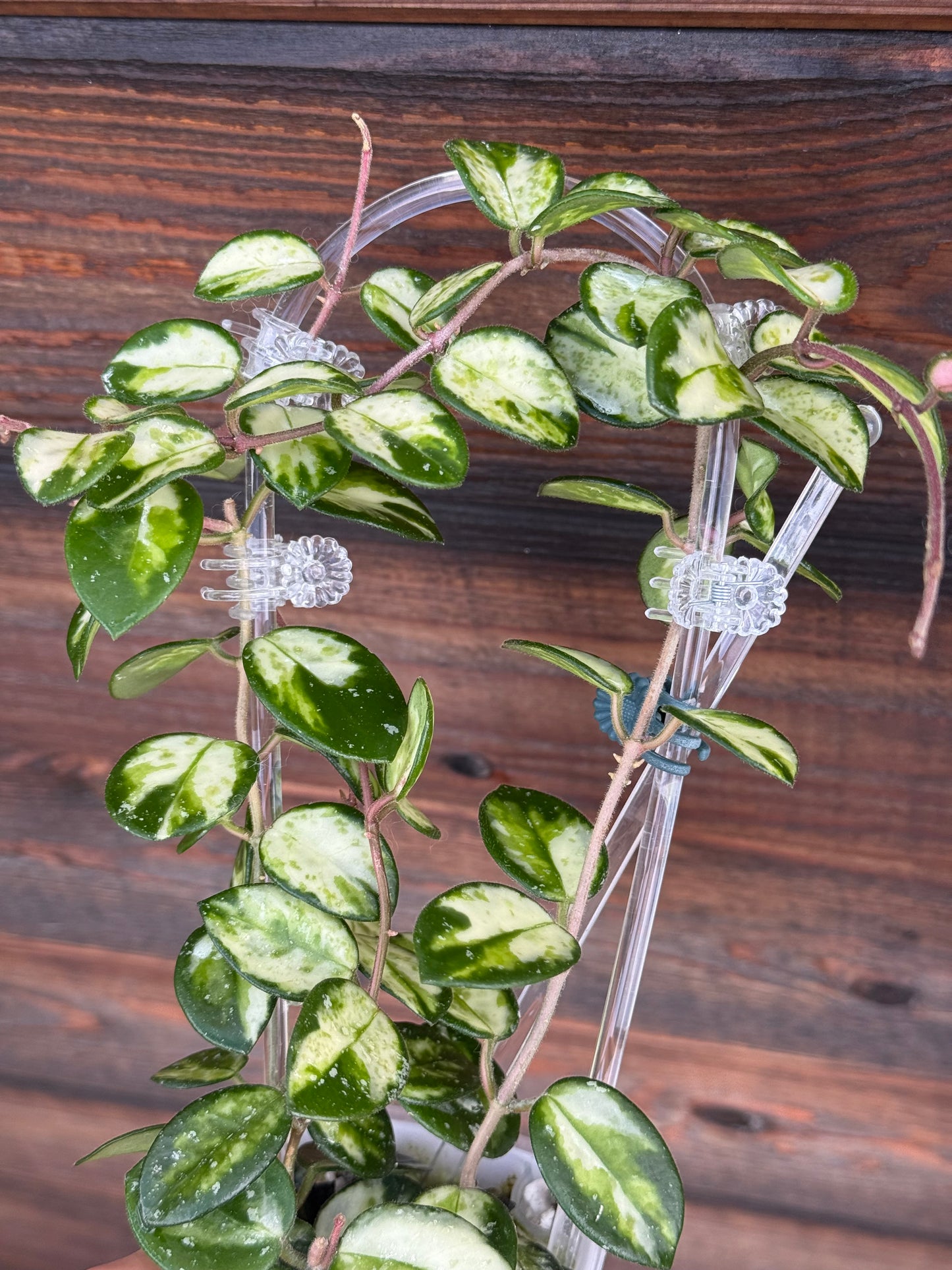 Hoya Mathilde  Variegated Unrooted Cutting ( 1 node-2 leaves grower’s choice)