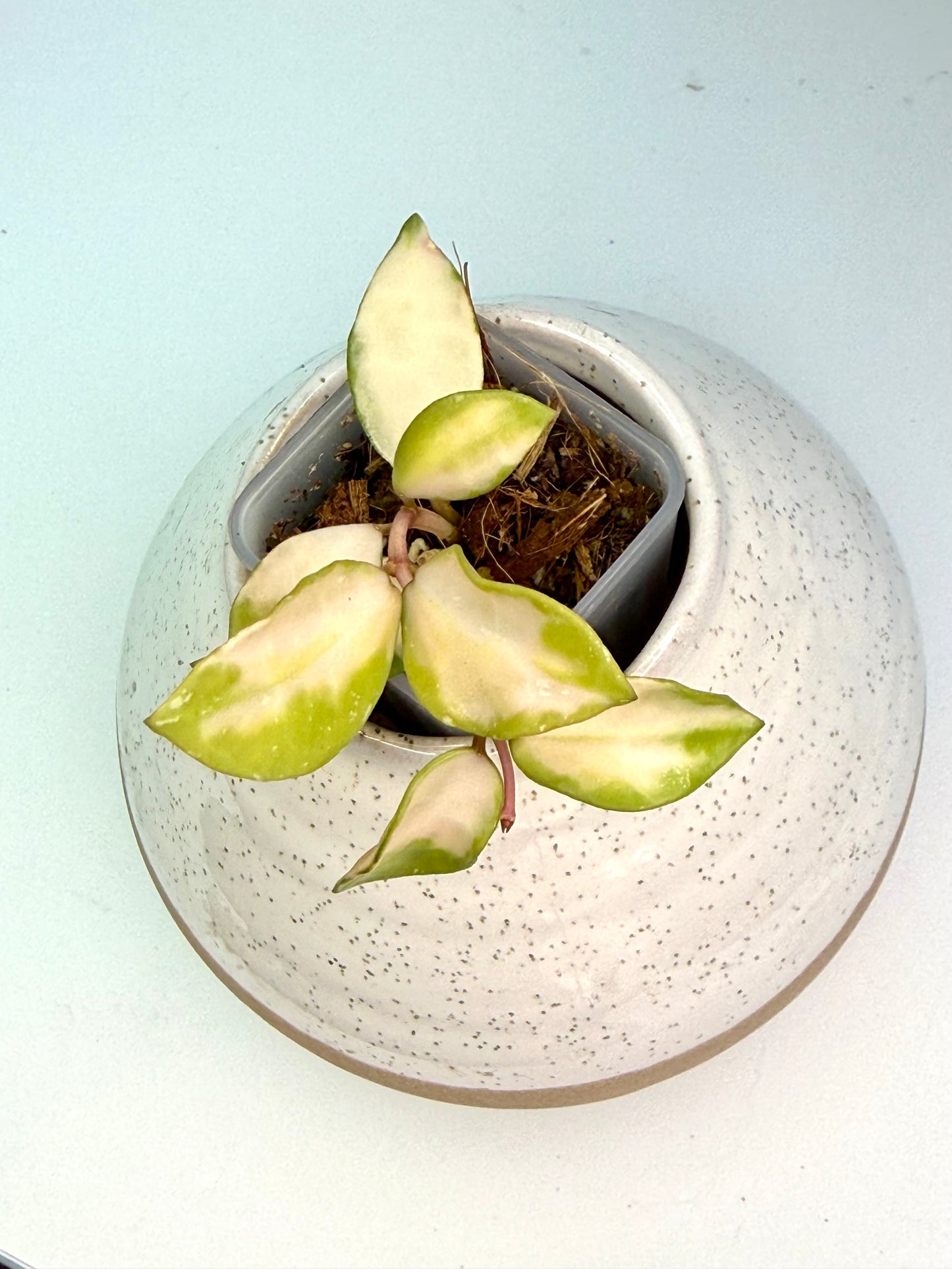 Hoya Lacunosa Minara Variegated