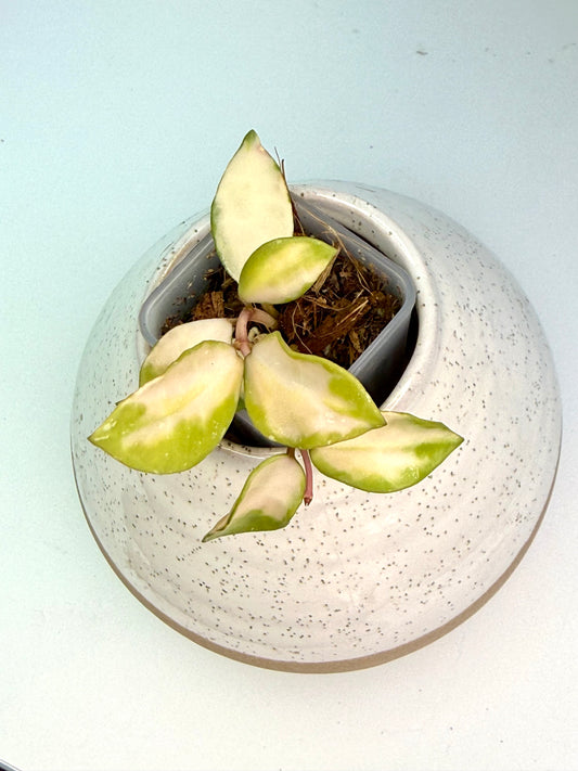 Hoya Lacunosa Minara Variegated
