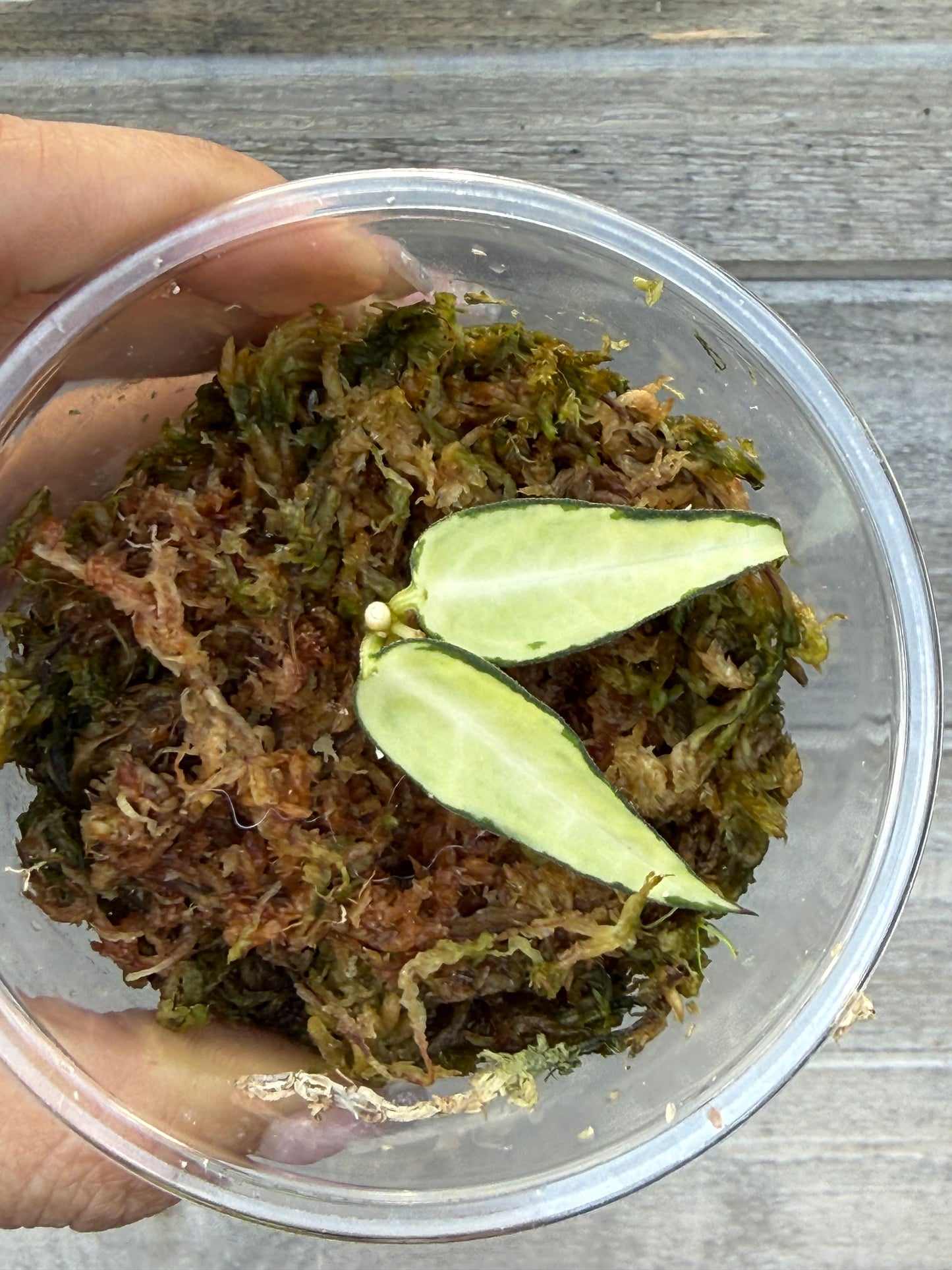 RARE Hoya Burmanica Variegated