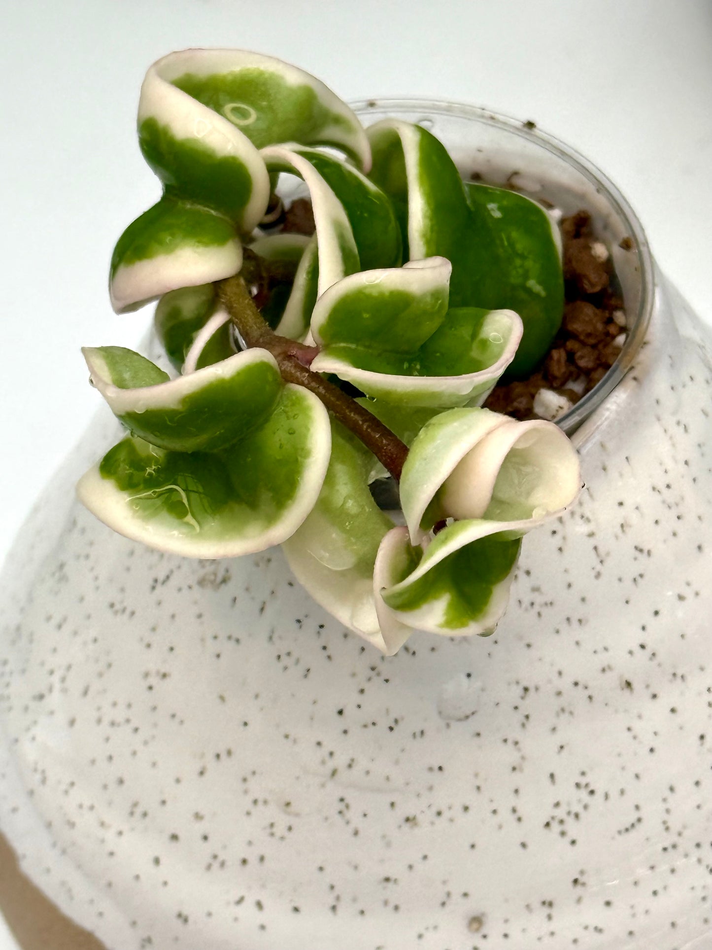 Hoya Compacta Variegated
