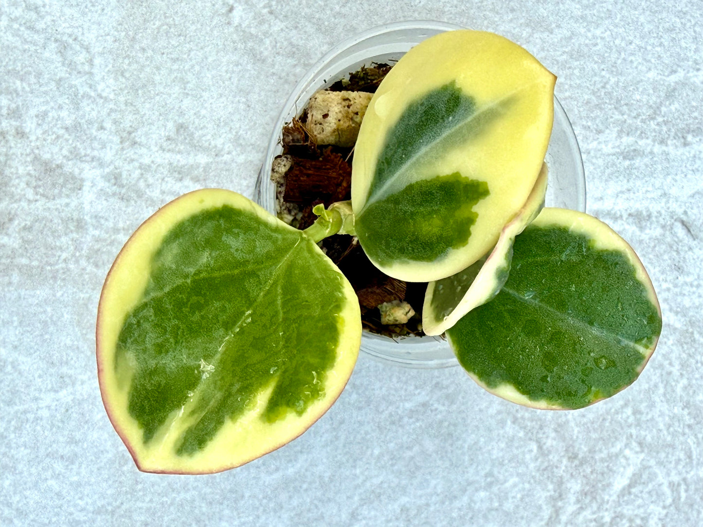 Hoya Pachyclada Variegated