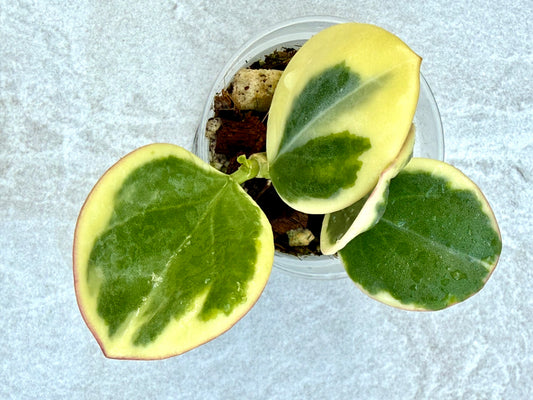 Hoya Pachyclada Variegated