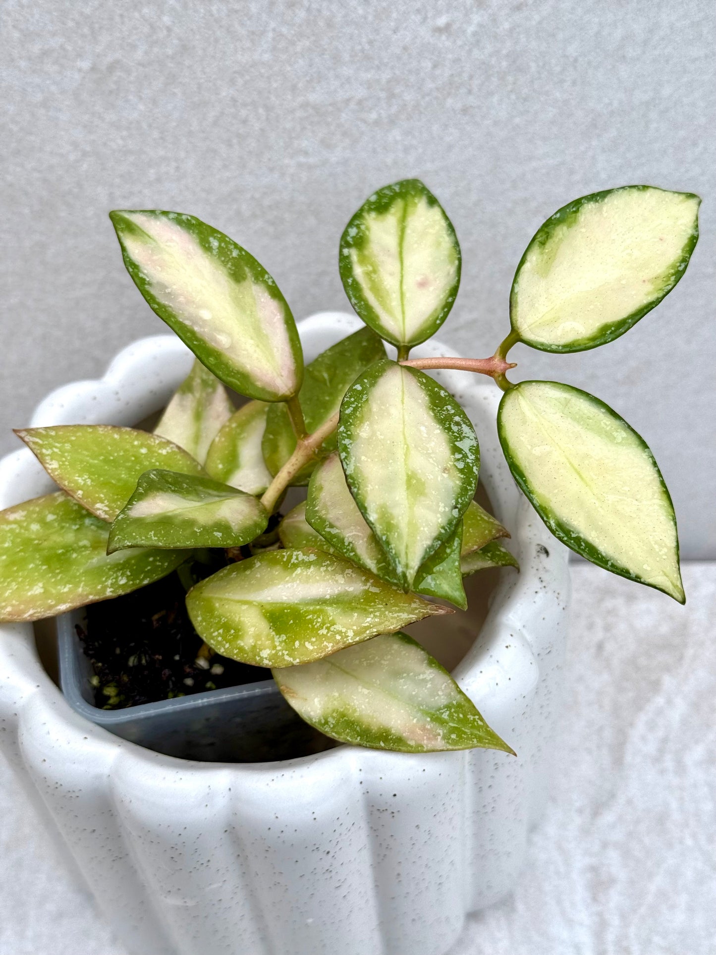 Hoya Nabawanensis variegated unrooted cutting (1 node, 2 leaves - grower’s choice