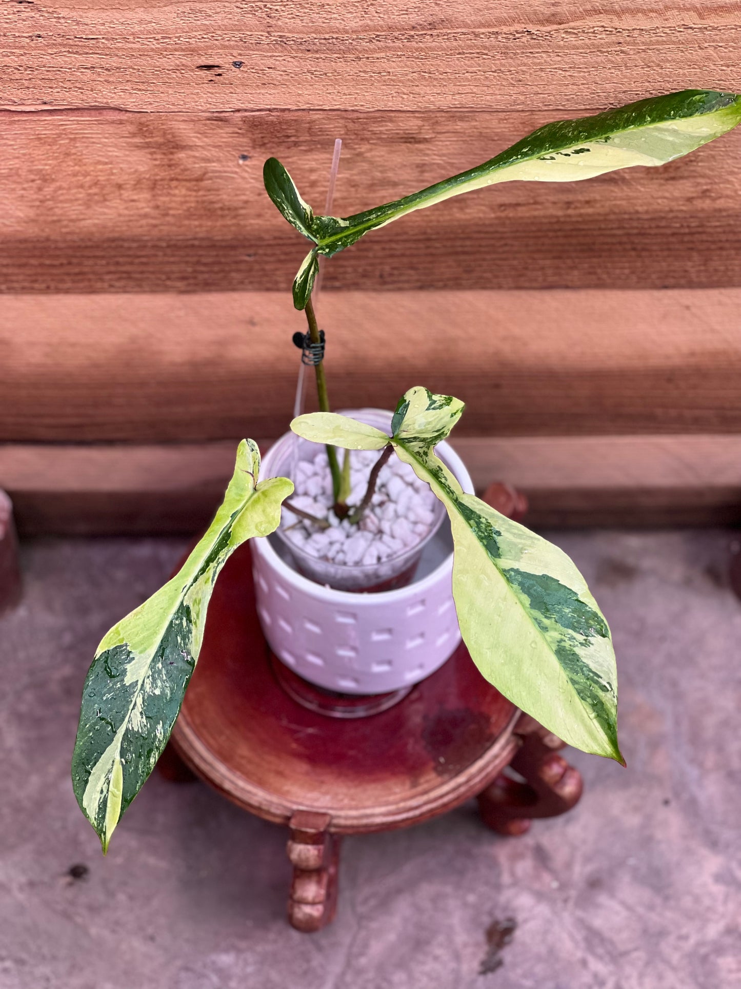 Philodendron Joepii Variegated