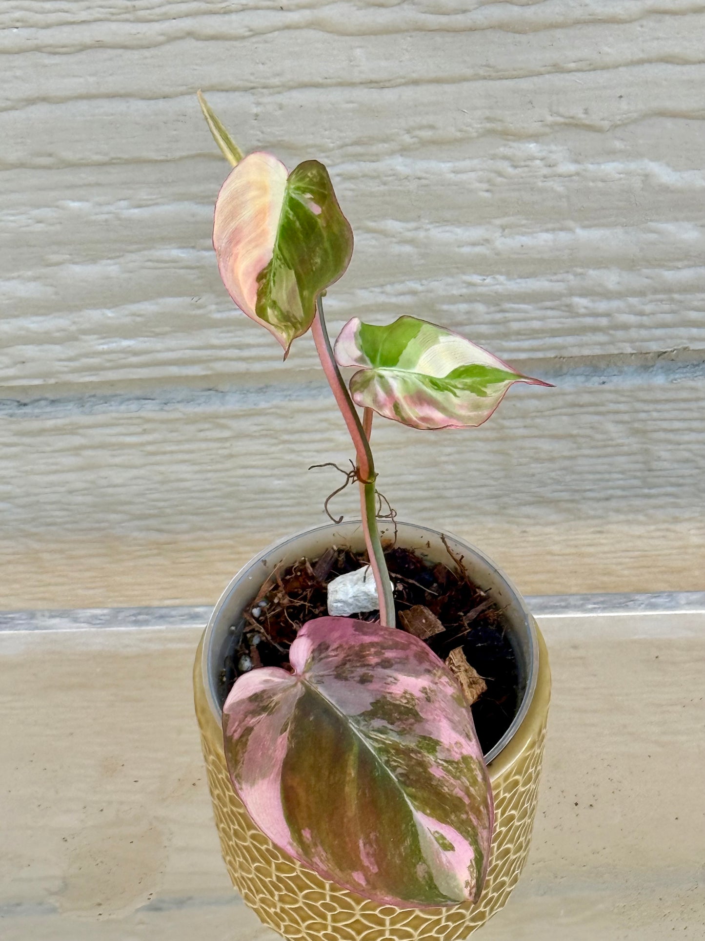 Philodendron Variegated Micans