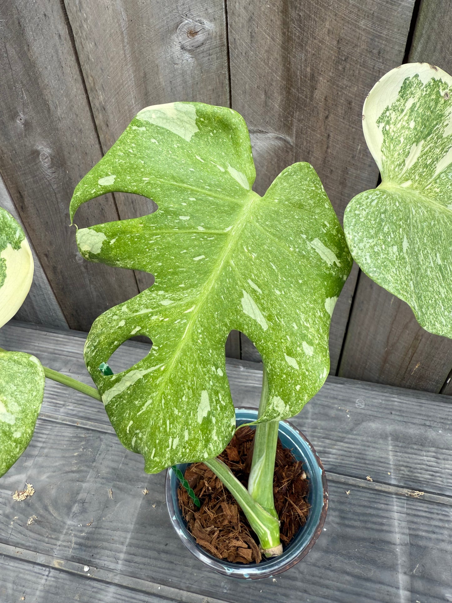Monstera Thai Constellation ‘Platinum’