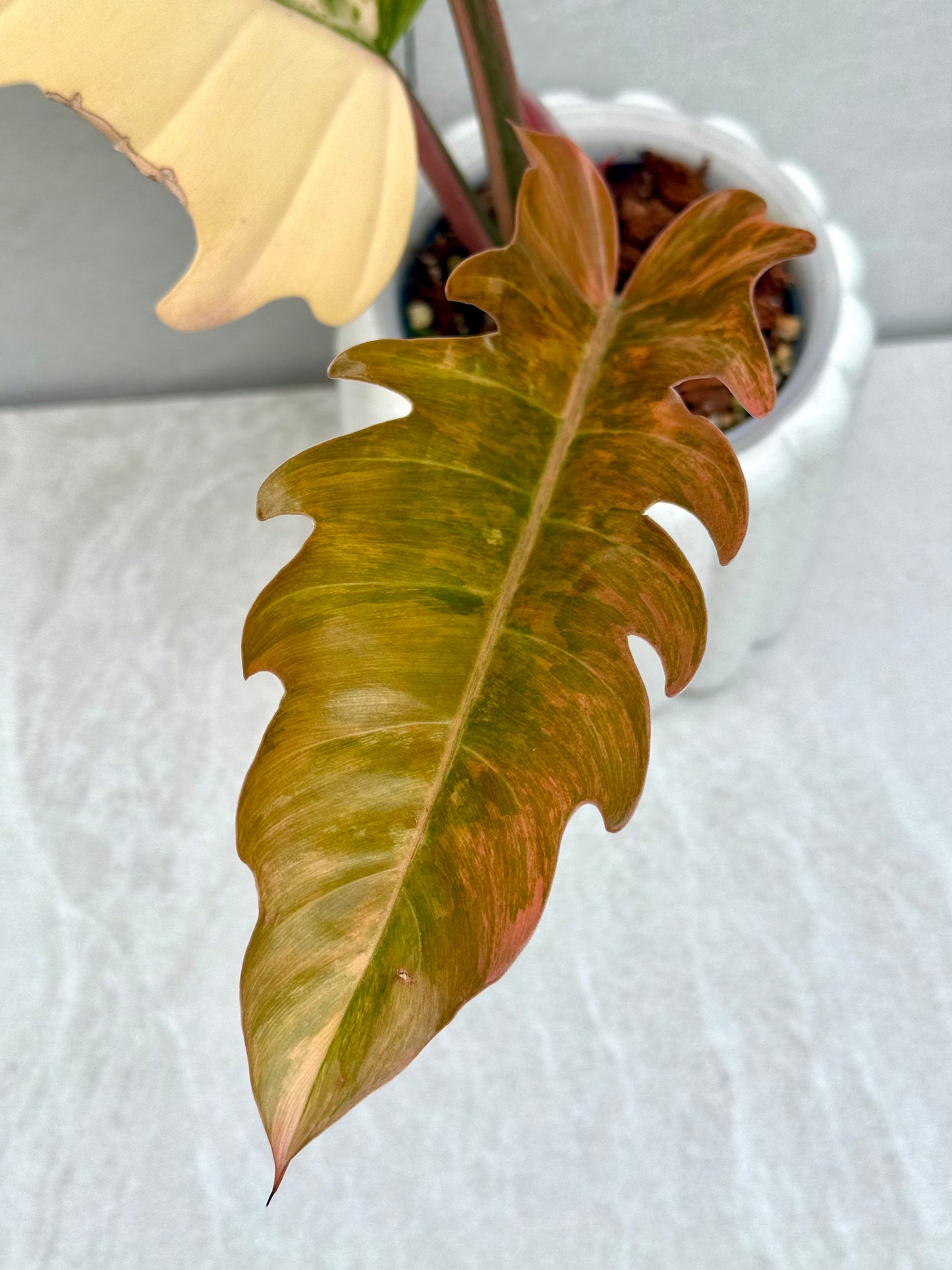 Philodendron Caramel Marble Variegated