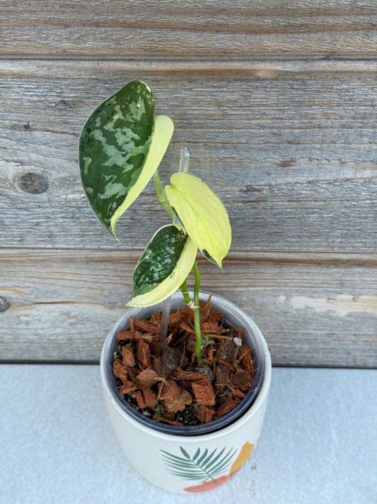 Scindapsus Mayari Variegated