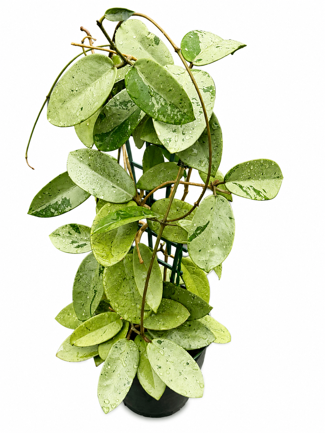 Hoya Silver Dollar unrooted cutting (grower’s choice - 1 node, 2 leaves)