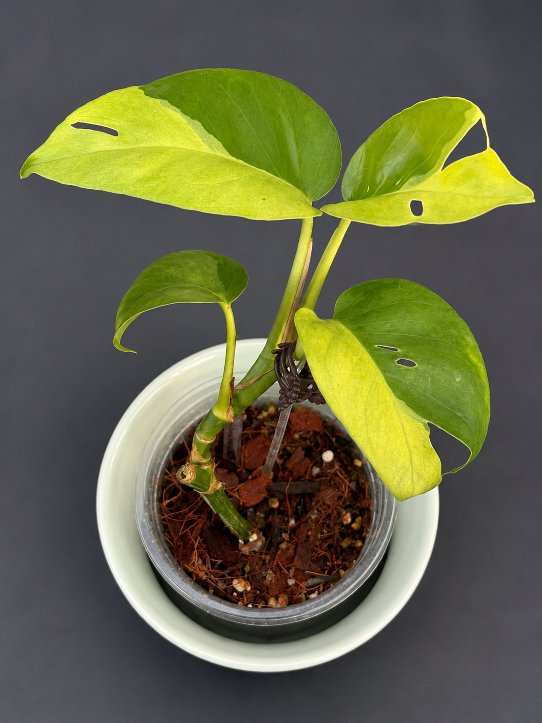 Epipremnum pinnatum 'Phuket'