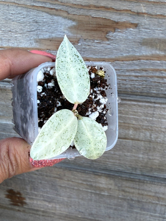 Hoya Winter Pandora