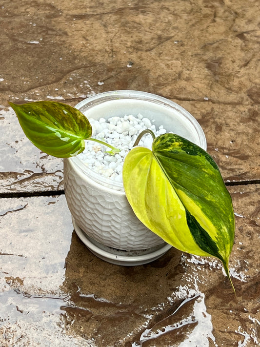 Philodendron Variegated Micans