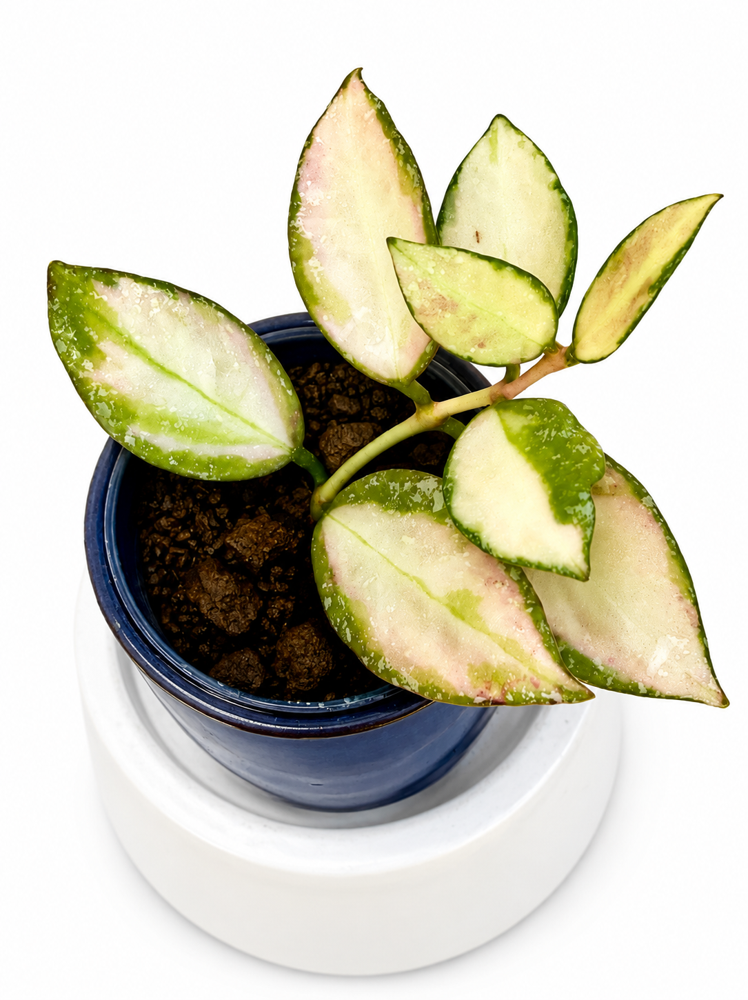 Hoya Nabawanensis Variegated