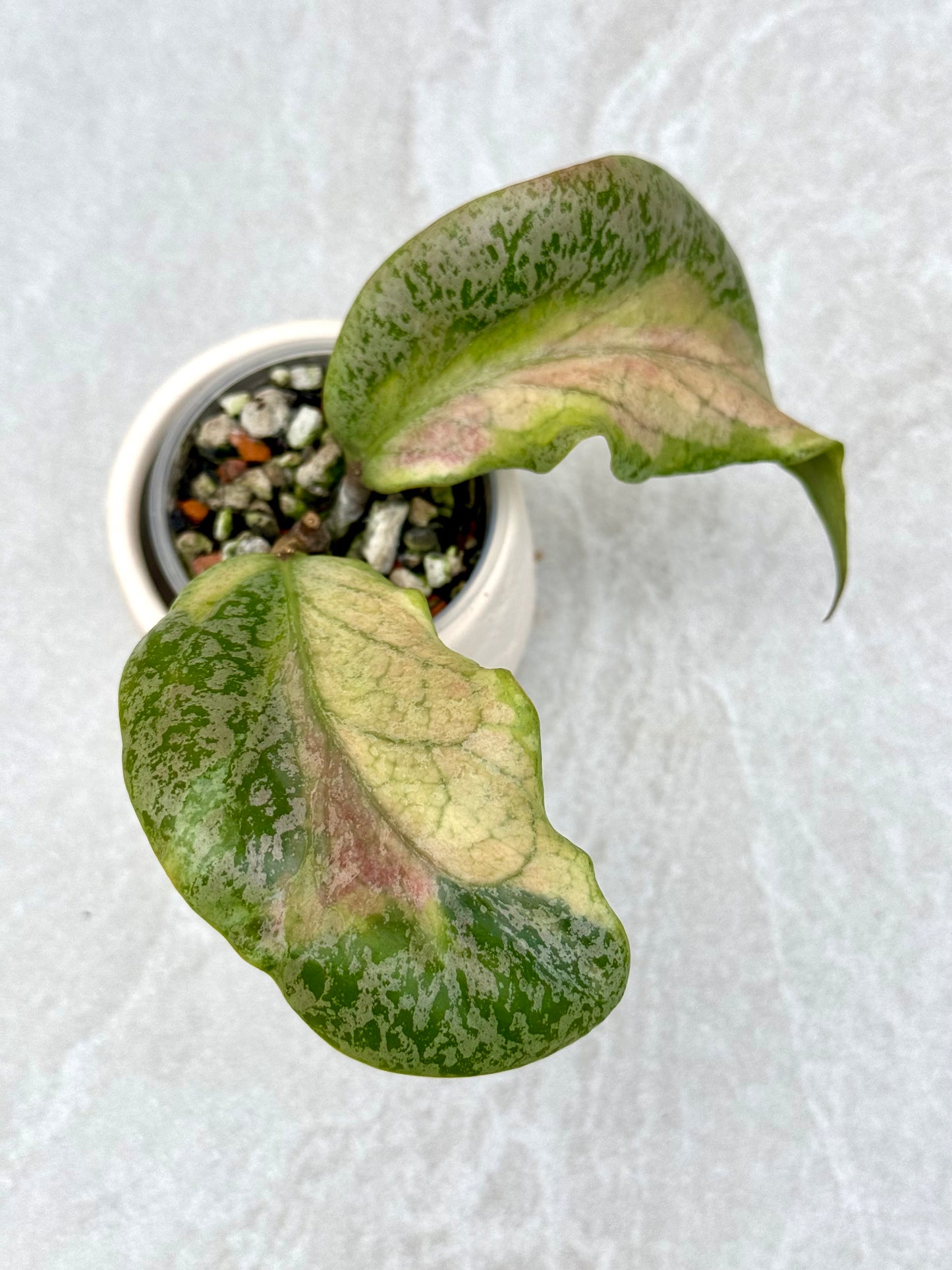 Hoya Autumn Guava