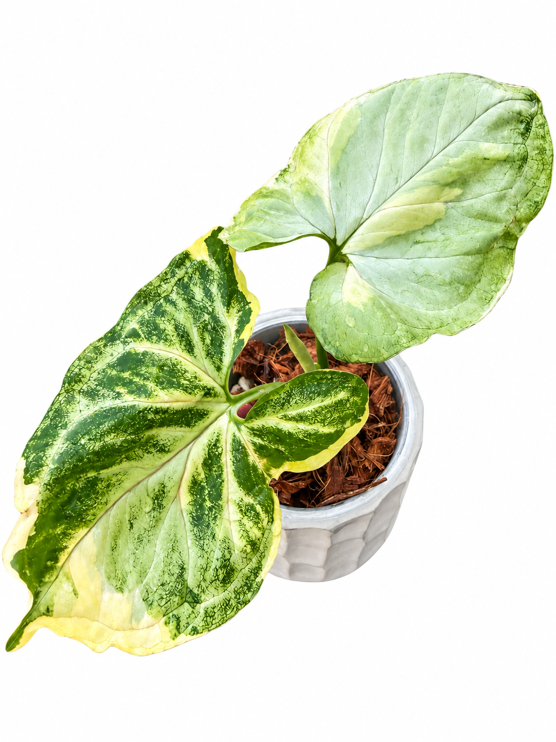 Syngonium Orm Thong / Mango Allusion Variegated – Rare Variegated Syngonium