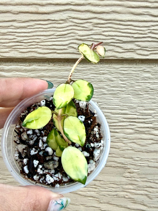 Hoya Lacunosa Minara Variegated