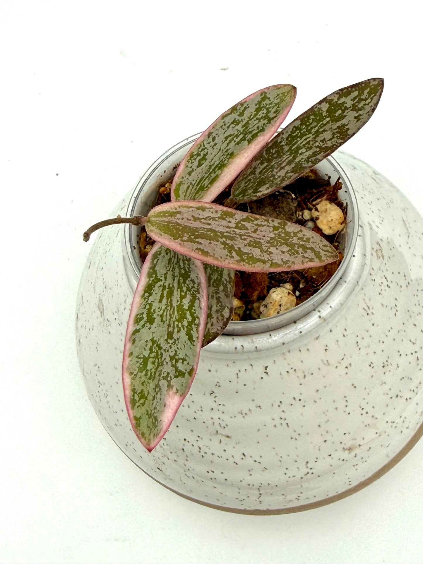 Hoya Sigillatis Outer Variegated