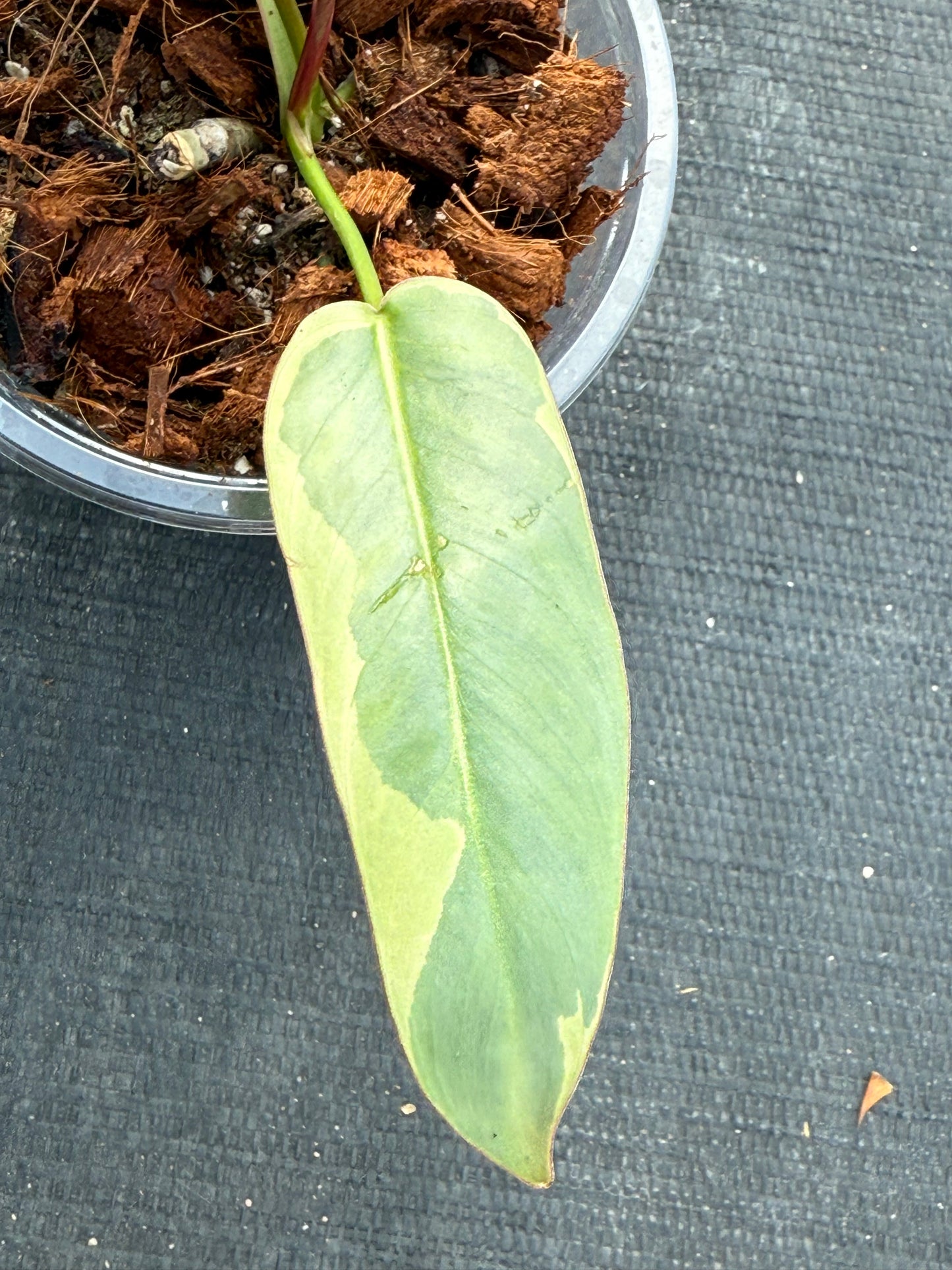 Philodendron Atabapoense Variegated