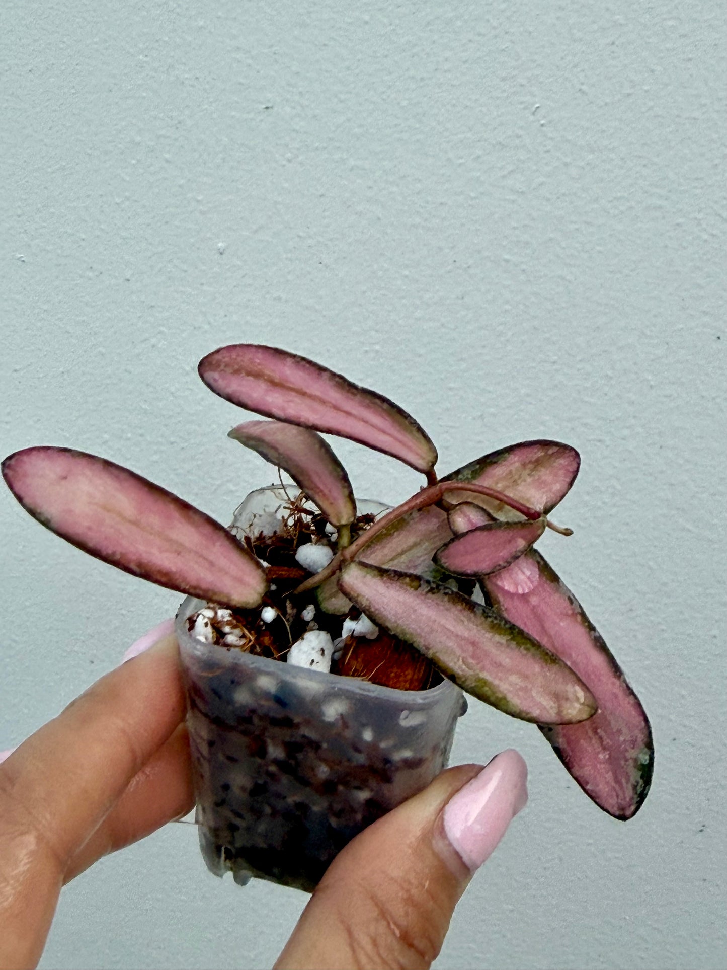 Hoya Sigillatis inner variegated