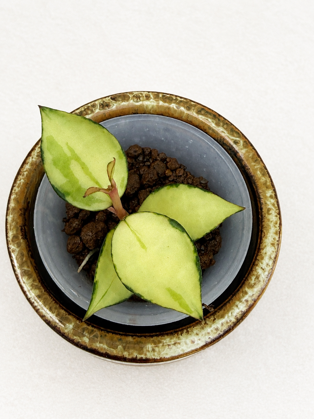 Hoya Lacunosa ‘Asami’ Inner Variegated | Rooted Hoya