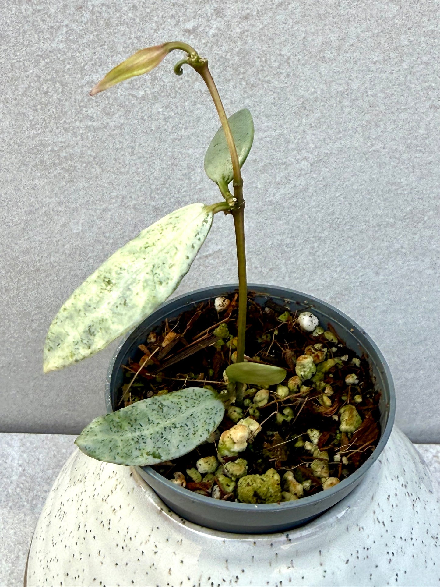 Hoya Winter Pandora