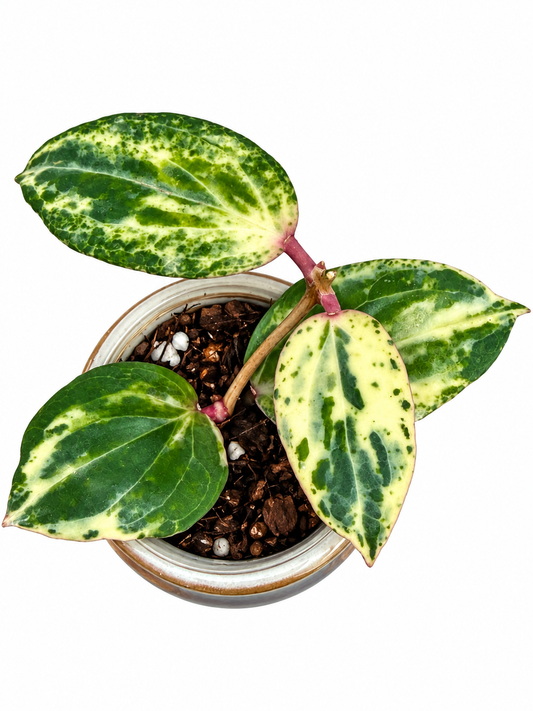 Hoya ‘Swiffer’s Nightmare’ – Rare Collector Hoya Exact Rooted Plant