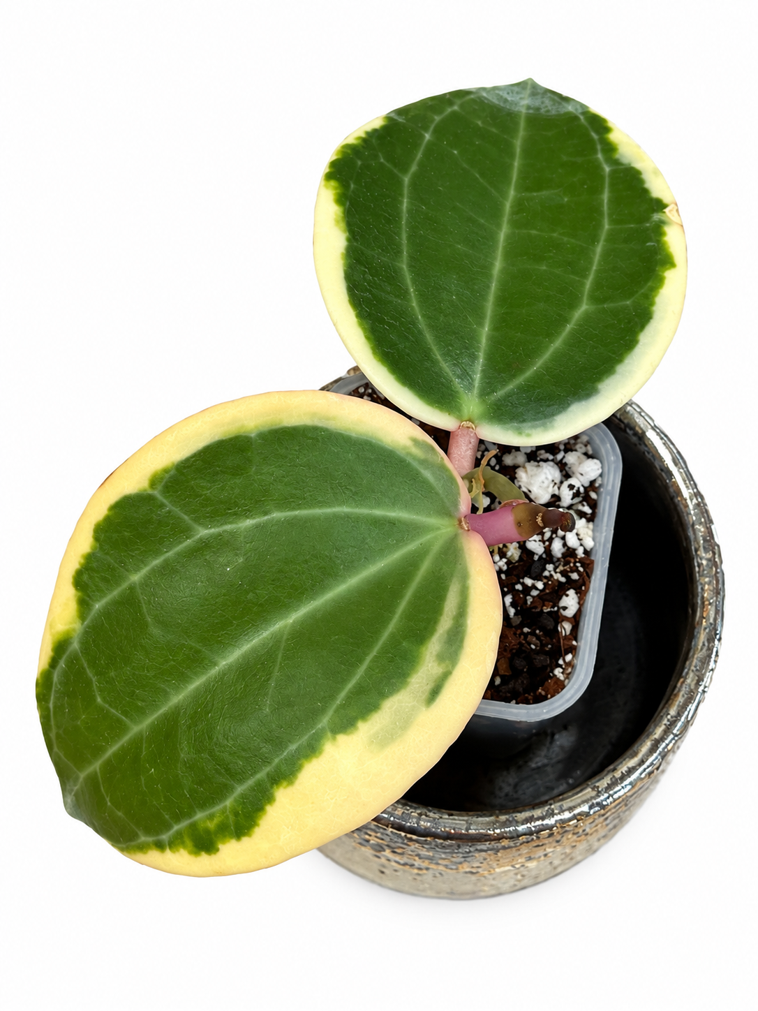Hoya Latifolia Albo Round Form Variegated