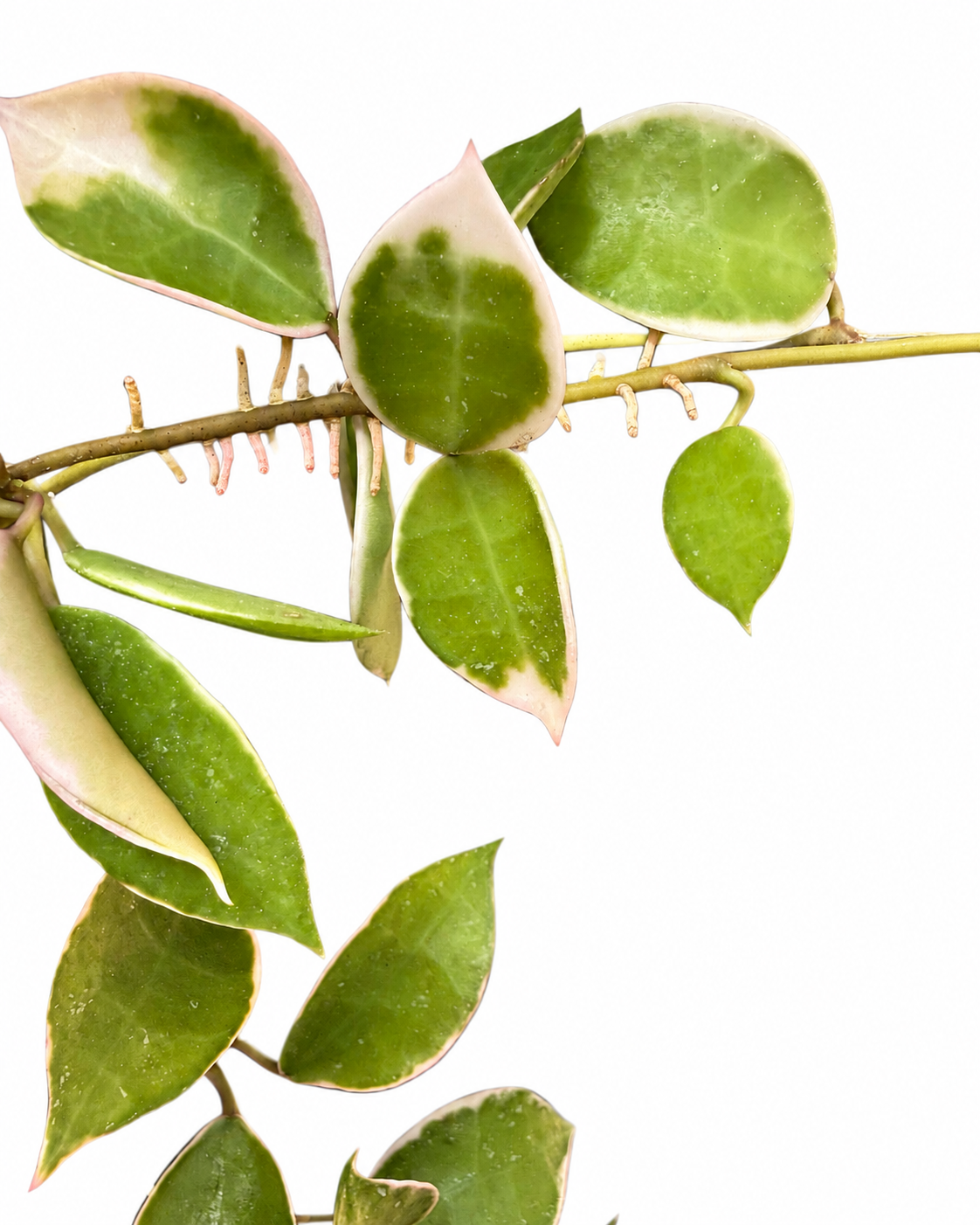 Hoya Lacunosa Asami Clone Variegated | Variegated Hoya Cutting