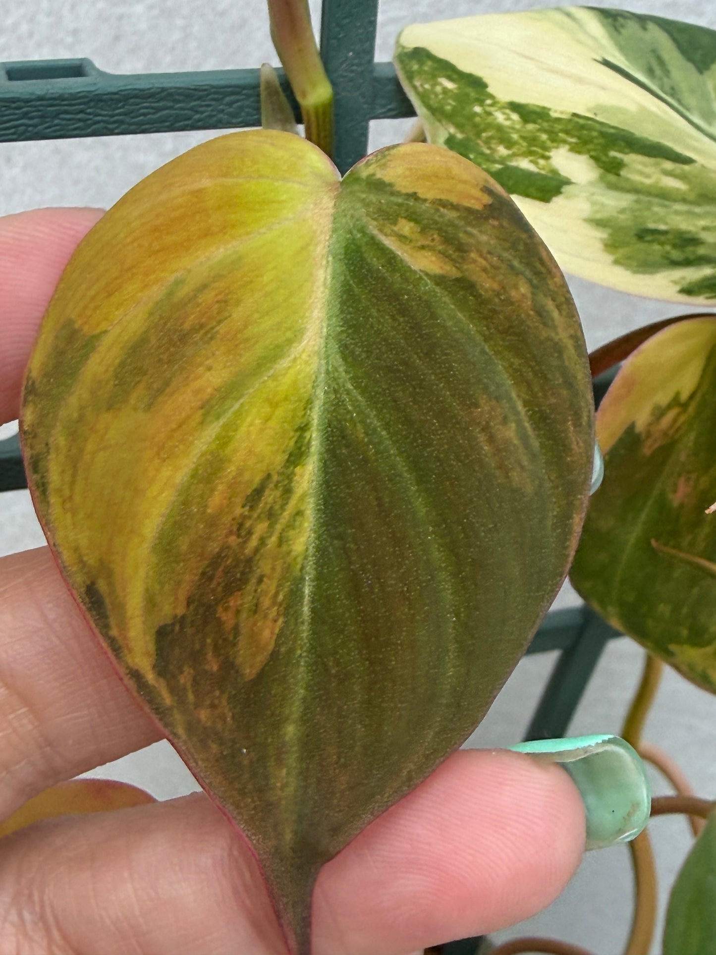 Philodendron Micans Variegated Unrooted Cutting (grower’s choice)